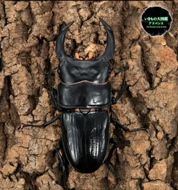 생물대도감 어드밴스 사슴벌레 02 오오쿠와가타