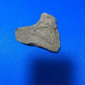 아오모리현 야마나카 마루야마 유적 출토 파편