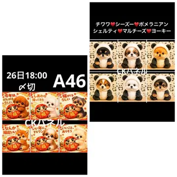 핸드메이드 오더 접수 (포메라니안, 시츄, 치와와)