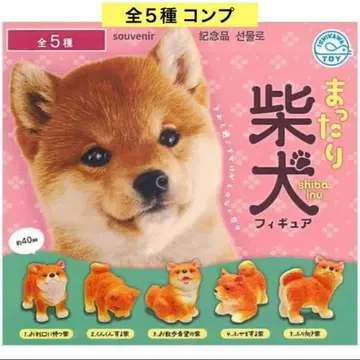 느긋한 시바견 피규어 전 5종 컴프 시바견 콩시바 입상 가챠