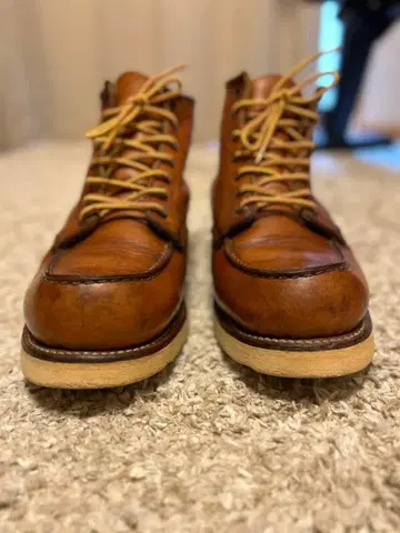 레드윙 아이리쉬 세터