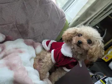 크리스마스 할인 세일