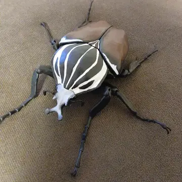 생물 대도감 장수풍뎅이 03, 골리앗 꽃무지 (깃털 없음)