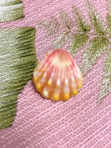 선라이즈 쉘 from Hawaii