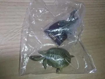 키탄클럽 네이처 테크니컬러 일본의 거북 니혼슷폰