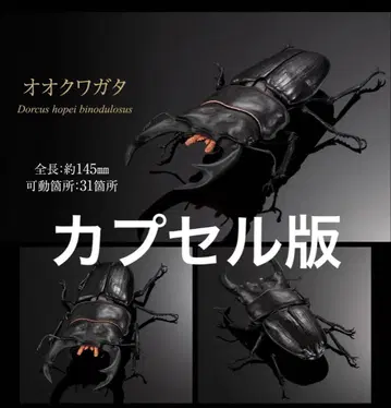 생물대도감 어드밴스 사슴벌레 02 오오쿠와가타 캡슐판