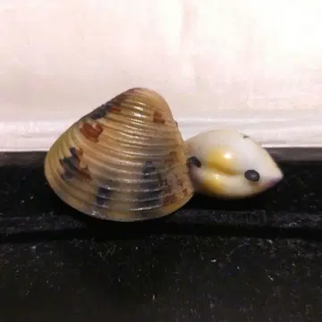 재명 도자기 조개 조개 맞추기 오비 고정 띠 빈티지 아리타야키