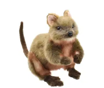 HANSA 쿼카 왈라비