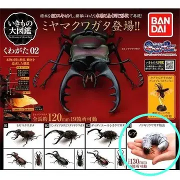 [레어] 넓적사슴벌레 유충 생물대도감 사슴벌레02 곤충 생물 가챠