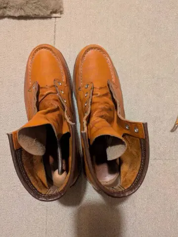 아이리시 세터 레드윙