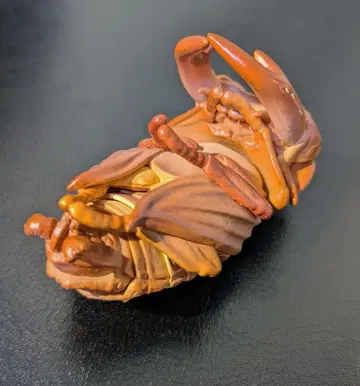 캡슐 토이 사슴벌레 유충