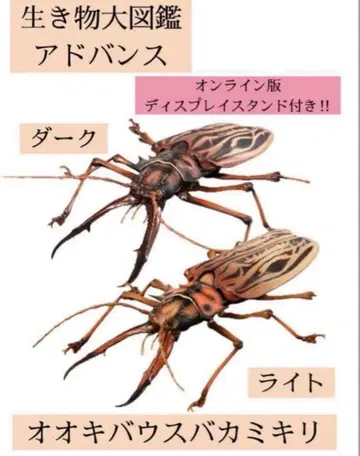 생물대도감 어드밴스 오오키바우스바카미키리