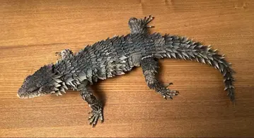 생물대도감 얼티밋 오오요로이도마뱀