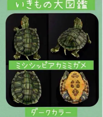 생물대도감 어드밴스 거북이 01 미시시피붉은귀거북 다크 컬러