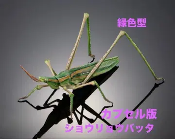 생물대도감 어드밴스 [캡슐판] 참마자 (그린 컬러형) 단품