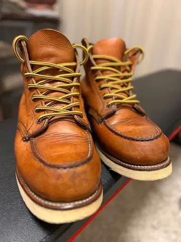 레드윙 아이리쉬 세터