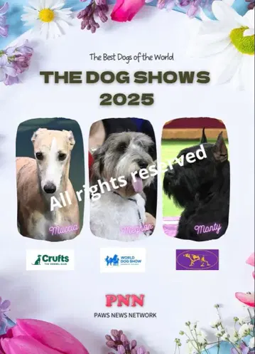 The Dog Shows 2025