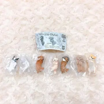 하그코트 강아지 컴프 전 7종