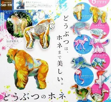 동물의 뼈 구조를 알 수 있는 동물의 뼈 아크릴 키체인 2종 전 6개