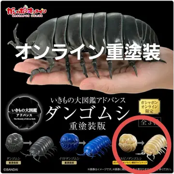 알비노 공벌레 공벌레 중 페인팅 버전 온라인 버전 생물대도감 어드밴스