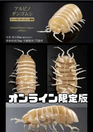 생물대도감 어드밴스 공벌레 온라인 한정판 알비노