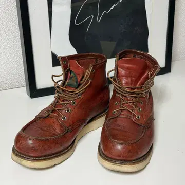 레드윙 반원 개택 875 7E 아이리쉬 세터