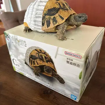 헬만리쿠거북 피규어 방구석 산책 ver