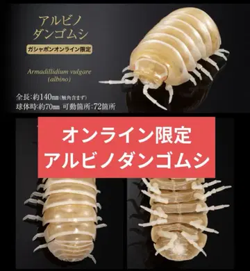 생물대도감 어드밴스 알비노 쥐며느리 온라인 한정판 중도장판