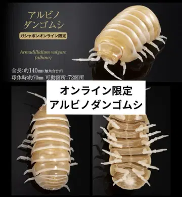 생물대도감 어드밴스 알비노 쥐며느리 온라인 한정판 중도장판