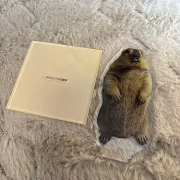 마모트 아크릴 스탠드 약 10cm