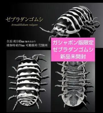 생물대도감 어드밴스 가샤폰판 한정판 제브라 밴딩 벌레 새상품