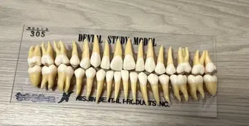 Nissin Dental Study Model