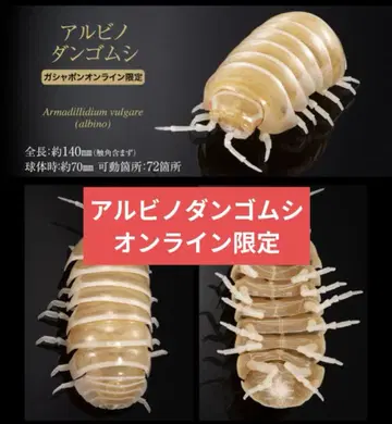 생물대도감 어드밴스 알비노 쥐며느리 온라인 한정판 중도장판