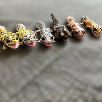 도마뱀 피규어 6체 세트