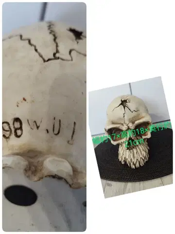 골동품 1998년 WUI 스컬 해골 저금통 입상