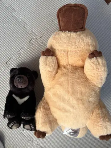 카모노하시 블랙 베어 봉제 인형 세트