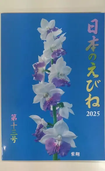 일본의 에비네 2025 제13호