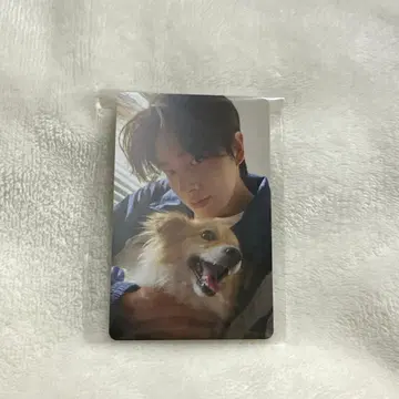 ENHYPEN 설문 트레이딩 카드 제이크