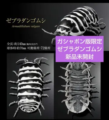 생물대도감 어드밴스 가샤폰판 한정판 제브라 밴딩 벌레 새상품