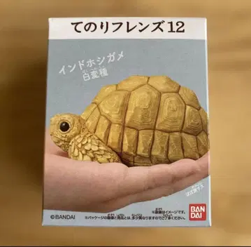 테노리 프렌즈 12 인도 별거북 화이트 변종