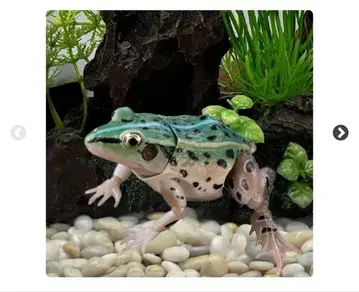 생물대도감 어드밴스 토노사마 개구리 피규어