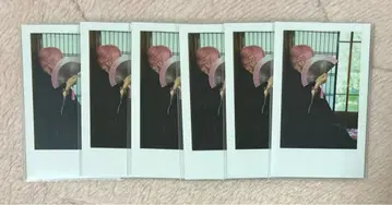 이레이스 나이코 실사 폴라로이드