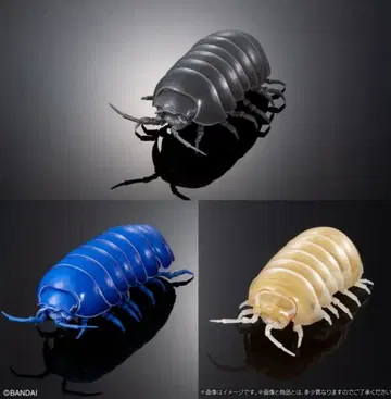 전 3종 세트 생물대도감 어드밴스 공벌레 중 페인팅판