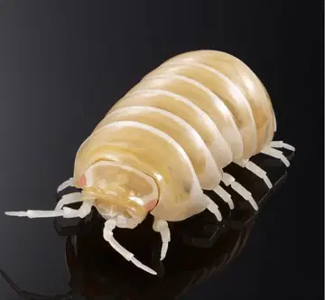 생물대도감 어드밴스 공벌레 알비노 공벌레