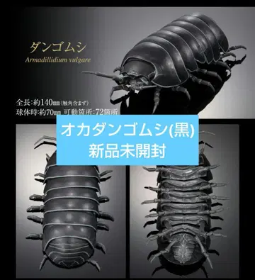 생물대도감 어드밴스 공벌레 가샤폰판 공벌레(블랙)