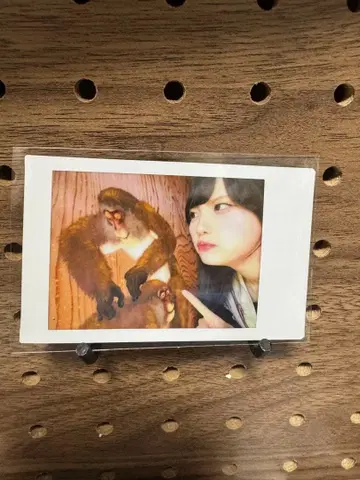 팬텀 시타 괴기 나비 사진집 이벤트 랜덤 폴라로이드 모나