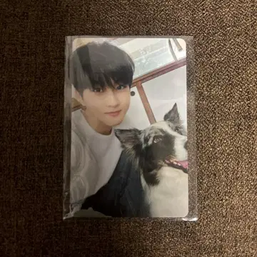 ENHYPEN 설문 트레이딩 카드 정원