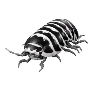 생물대도감 어드밴스 공벌레 제브라 공벌레 가챠 가샤폰 한정판