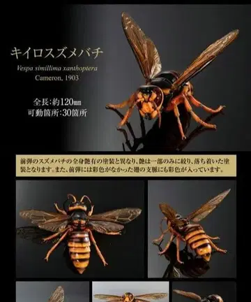 생물대도감 어드밴스 말벌 02 키이로말벌 가챠 가챠폰