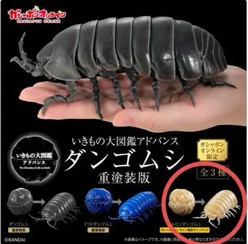 생물대도감 등각류 알비노